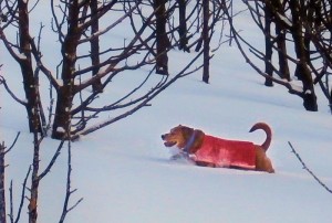 dog walking in neck deep snow