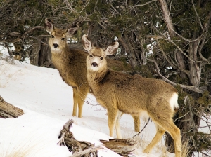 close up of two young mule deer side by side in trees in snow looking atthe camera
